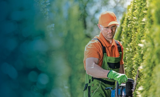 Landscaper trimming hedges with trimmer