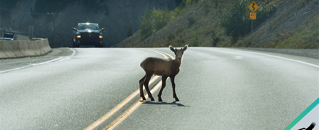 Deer in the middle of highway