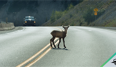 Deer in the middle of highway